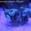 23 Кауластрея курвата.jpg