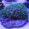 18 Родактисы.jpg