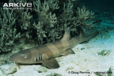 Juvenile-brownbanded-bamboo-shark-bands-starting-to-fade.jpg