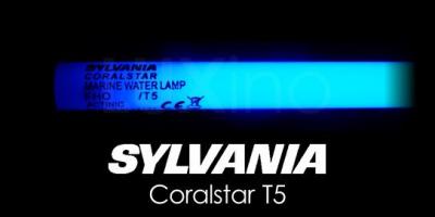 7970_6980a_Sylvania_Coralstar.jpg