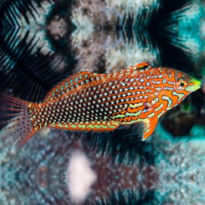 false-leopard-wrasse.jpg