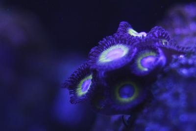 zoa1.jpg