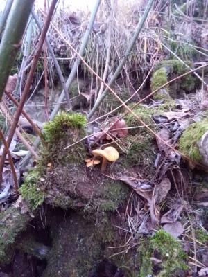 IMG-20181129-WA0015.jpg
