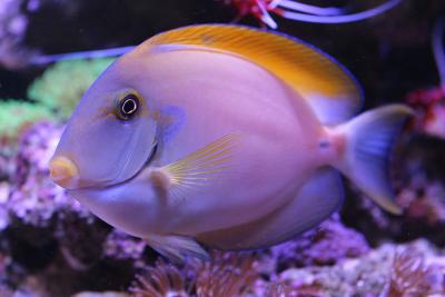 Acanthurus fowleri.jpg