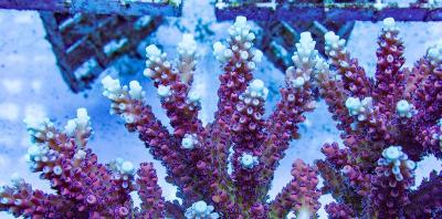 pink-cadillac-acropora-reef-raft-3.jpg