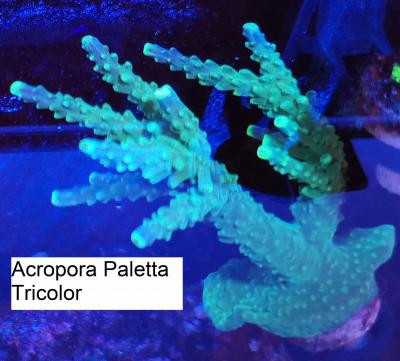 Acropora Paletta Tricolor  .jpg