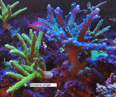 Acropora yongei.jpg