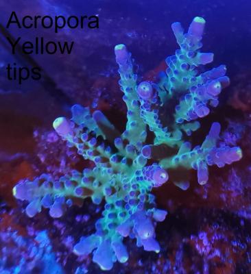 Acropora Yellow tips_1  .jpg