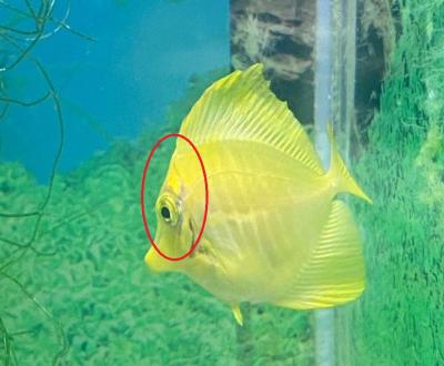 Yellow tang.jpg