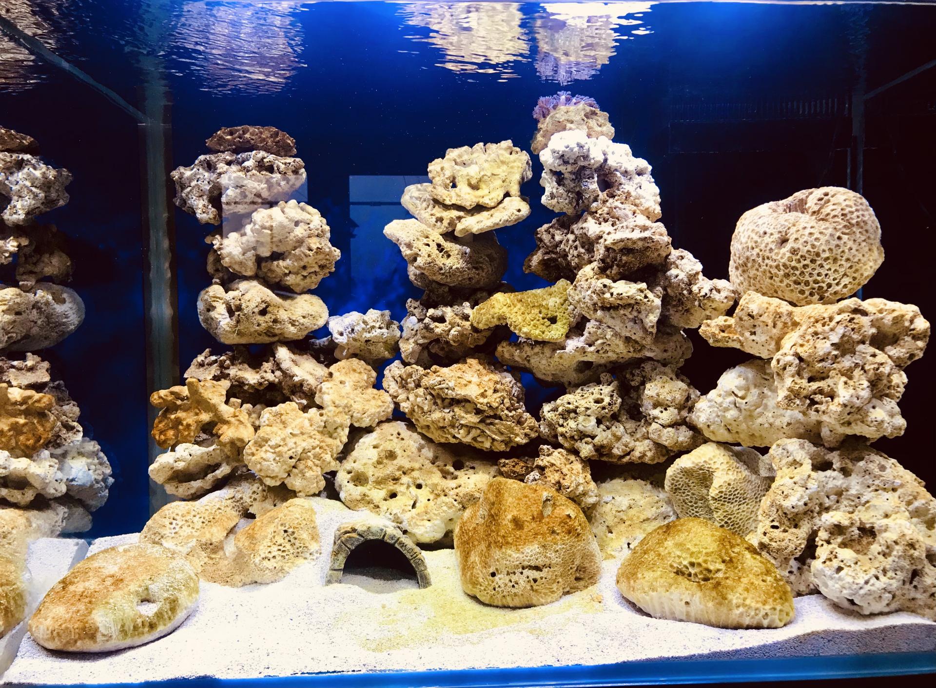 Reefcentral. Рифцентрал. Рифцентрал форум. Рифцентрал морской форум. Обрастания на камнях в аквариуме.