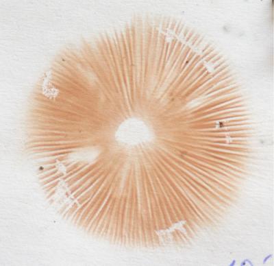 entoloma_sp1_A02_1211.jpg