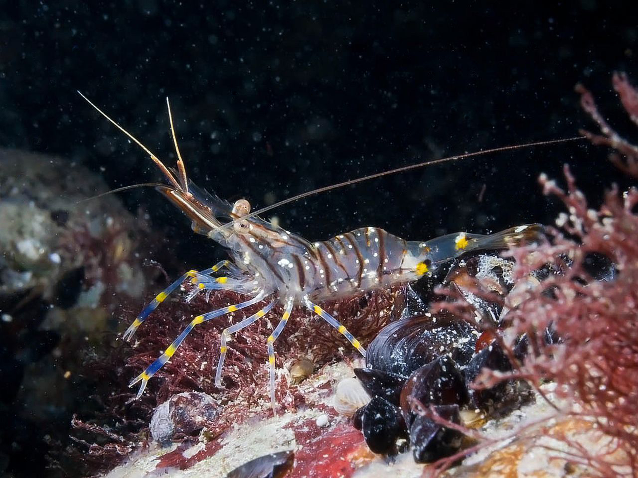 Креветки балтийского моря