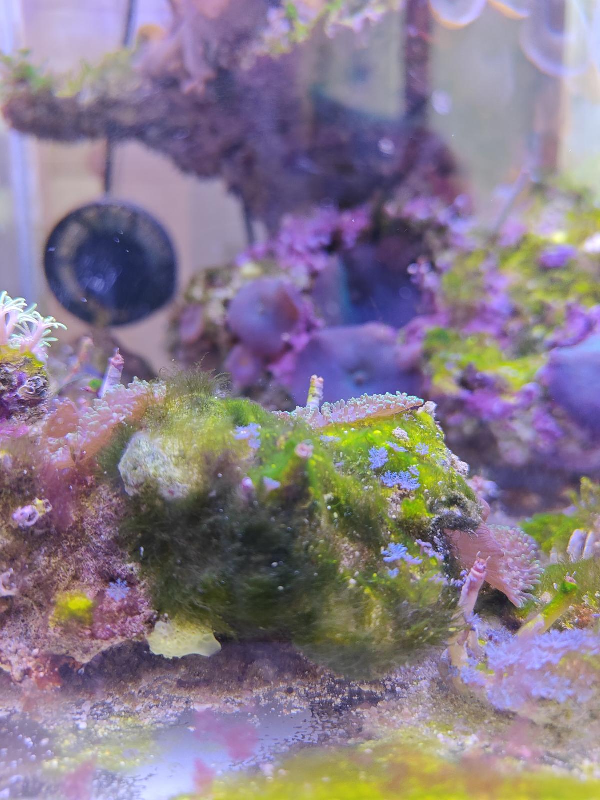 Водоросли - Вопросы новичков - Морской аквариум. Форумы ReefCentral.ru