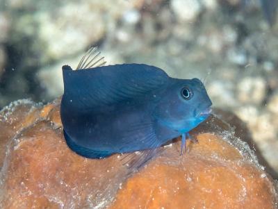 1200px-Brown_coral_blenny_(Atrosalarias_fuscus)_(40577920775).jpg