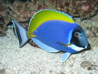 Acanthurus_leucosternon_Maldives_2.JPG