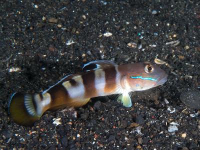 Widebarred_goby_(Valenciennea_wardii)_(38847419670).jpg