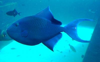 Dubai_Atlantis_Aquarium_1201200712538_Odonus_niger_Redtooth_triggerfish (1).jpg