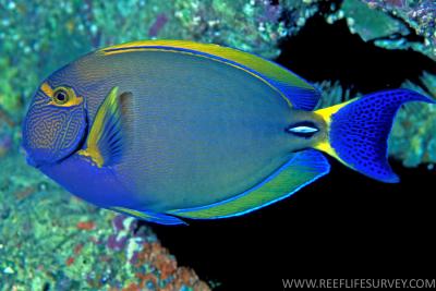 Acanthurus_dussumieri_2RLS.jpg