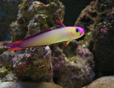 6360-3-firefish--purple-ZEugmk.jpg