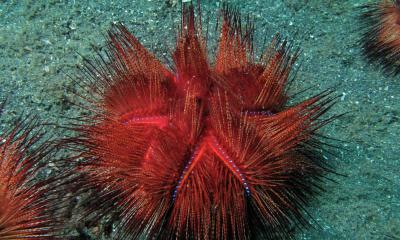 Red_Urchin_(Astropyga_radiata)_(6062338408).jpg