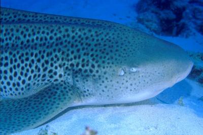 Leopard_Shark_Stegostoma_fasciatum.width-1200.3582bd8.jpg