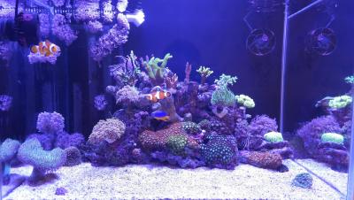 аквариум.jpg