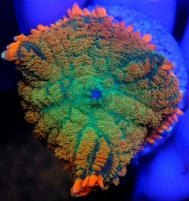 Родактис зелёный с жёлтым.png