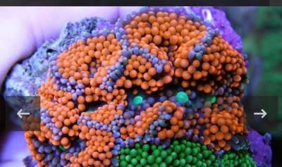 Screenshot_20251027_222142_Samsung Internet.jpg