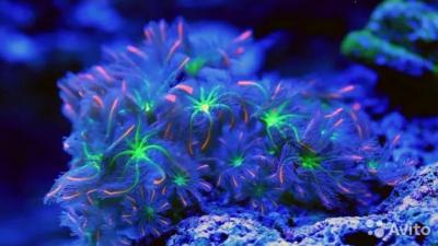 Screenshot_20251107_174750_Samsung Internet.jpg