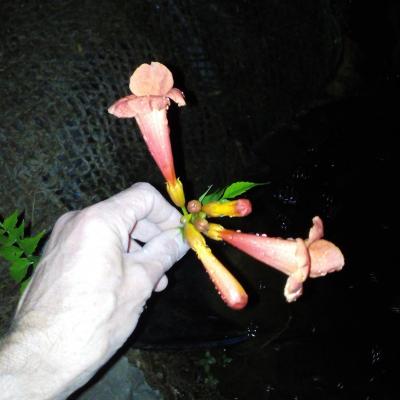 Кампсис IMG_20210806_215926.jpg