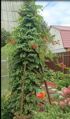 Кампсис 2025.png