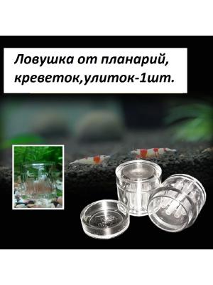 ловушка планарий.jpg