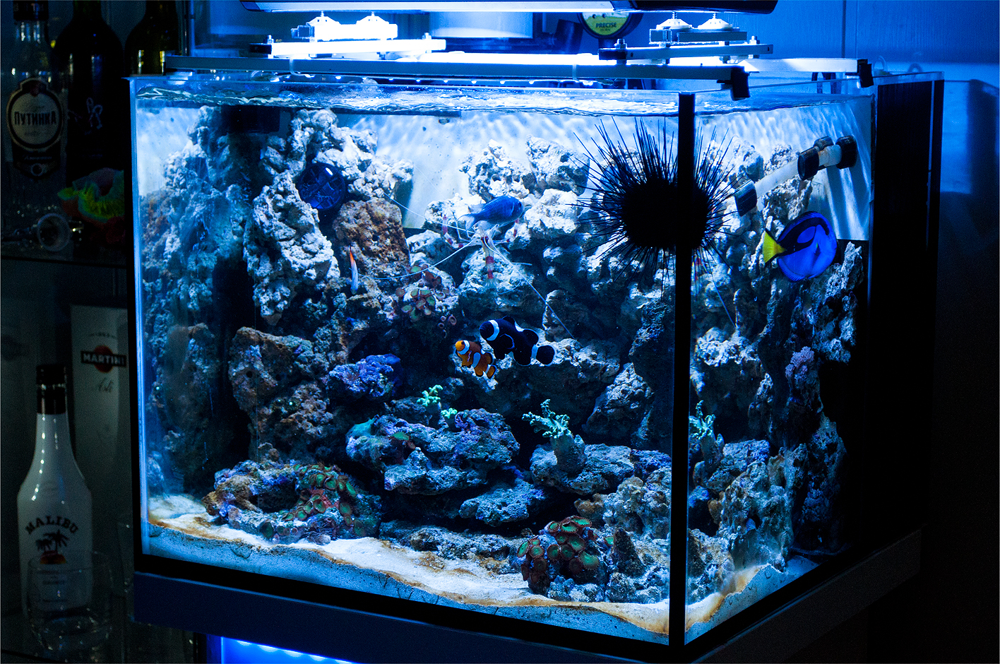Морской аквариум 100 литров