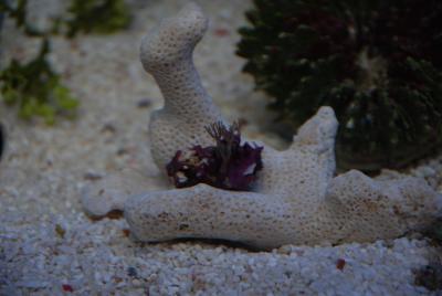 DSC_9533.JPG