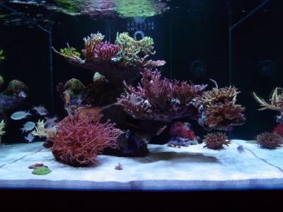 Bonsi-SPS-Reef-Tank.jpg