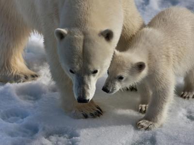 Animals_Bears_Bear_and_little_bear_032287_29.jpg