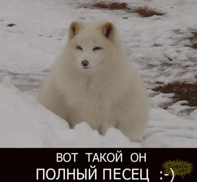 песец.jpg