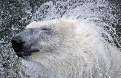 polar_bear_shaking_water_off_resized.jpeg