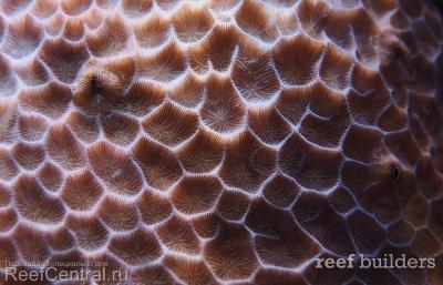 home-corals-26.jpg