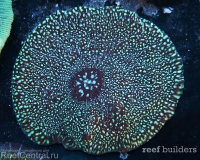 home-corals-23.jpg