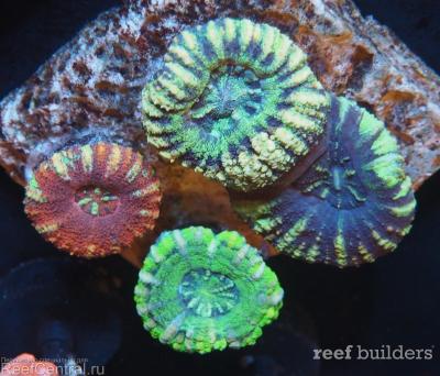 home-corals-10.jpg