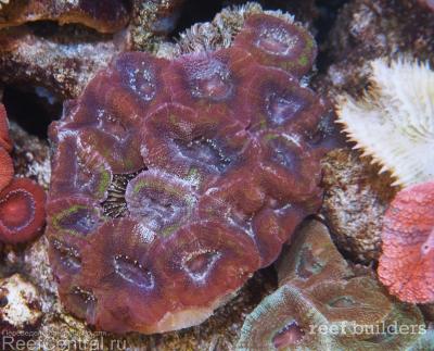 home-corals-13.jpg