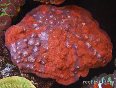 home-corals-17.jpg