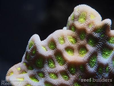 home-corals-28.jpg