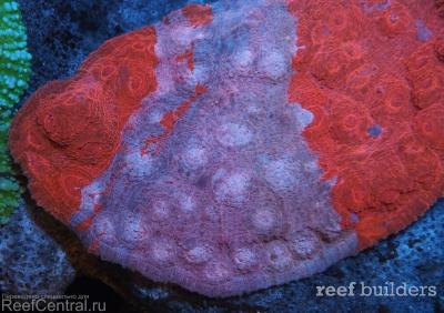 home-corals-4.jpg