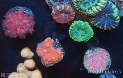 home-corals-2.jpg