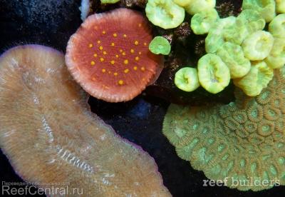 home-corals-14.jpg
