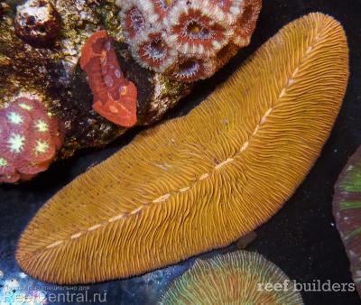 home-corals-11.jpg