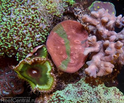 home-corals-19.jpg