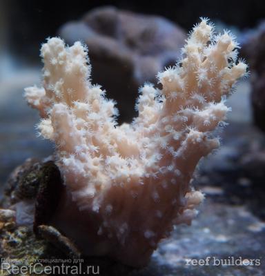 home-corals-25.jpg